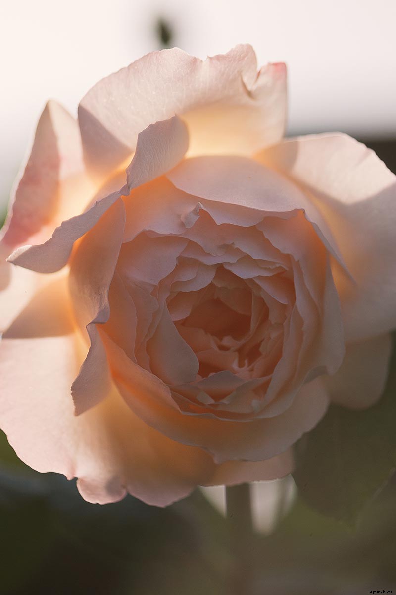 What Are David Austin English Roses?