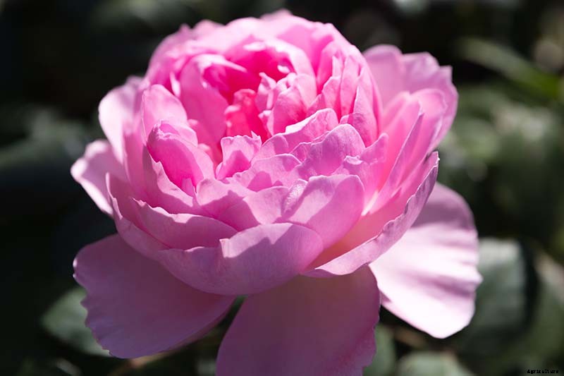 What Are David Austin English Roses?