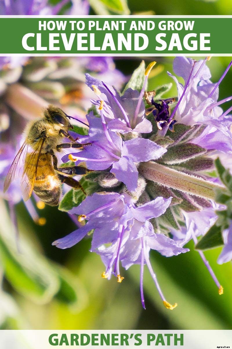 How to Grow and Care for Cleveland Sage