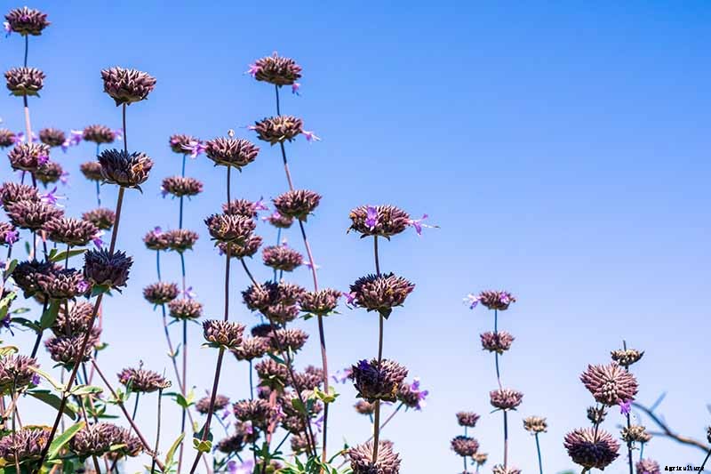 How to Grow and Care for Cleveland Sage