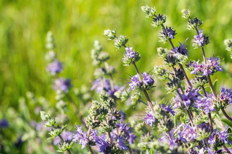 How to Grow and Care for Cleveland Sage