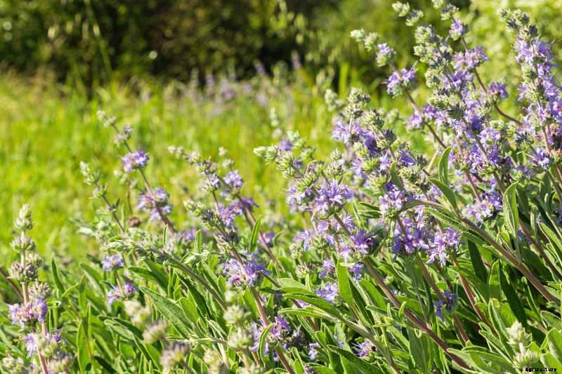 How to Grow and Care for Cleveland Sage
