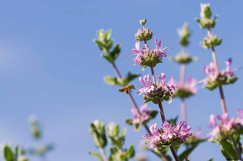 How to Grow and Care for Cleveland Sage