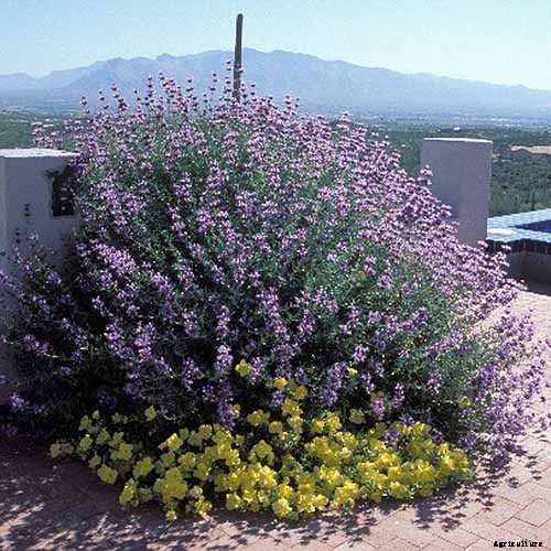 How to Grow and Care for Cleveland Sage