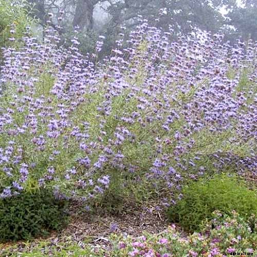How to Grow and Care for Cleveland Sage