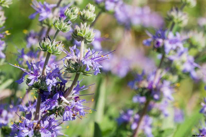 How to Grow and Care for Cleveland Sage