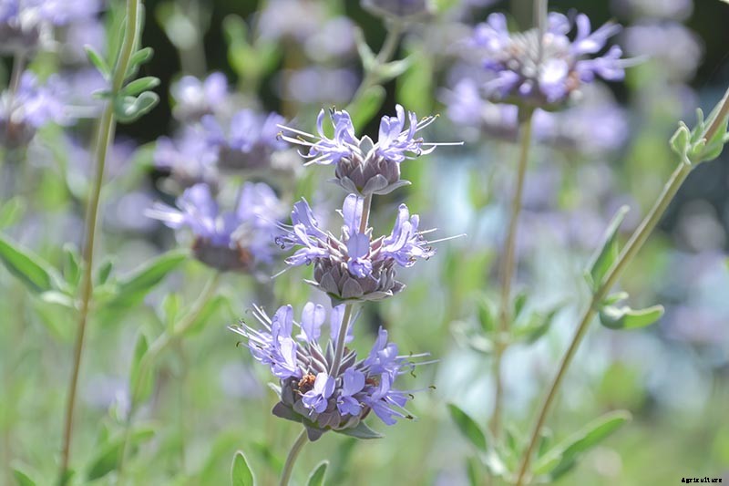 How to Grow and Care for Cleveland Sage
