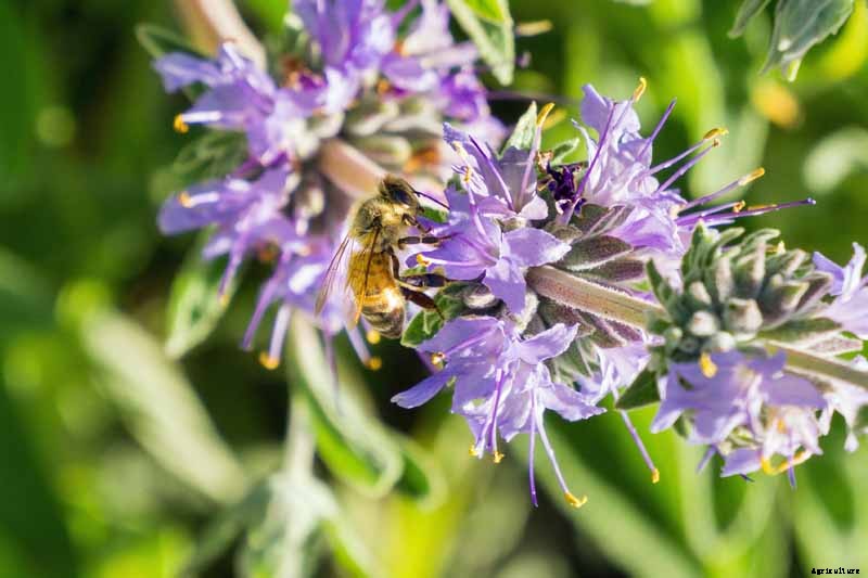 How to Grow and Care for Cleveland Sage