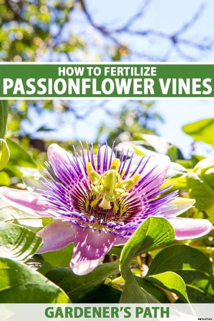 Fertilize Your Passionflower Vines to Boost Growth and Production