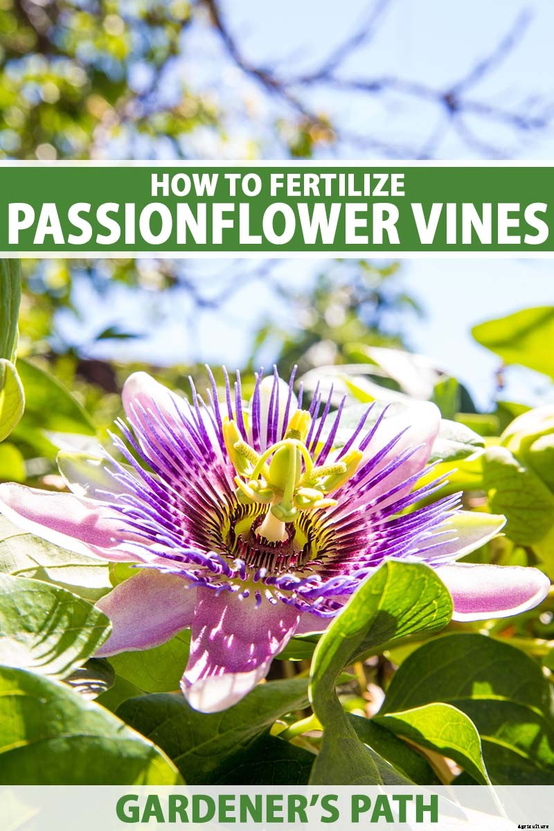 Fertilize Your Passionflower Vines to Boost Growth and Production
