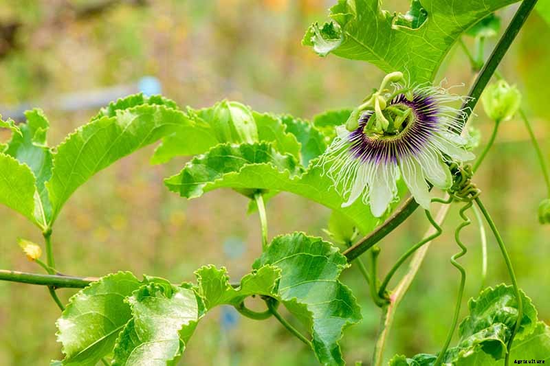 Fertilize Your Passionflower Vines to Boost Growth and Production