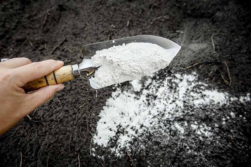 Fertilize Your Passionflower Vines to Boost Growth and Production