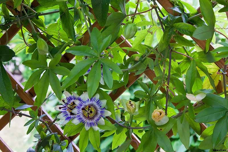 Fertilize Your Passionflower Vines to Boost Growth and Production