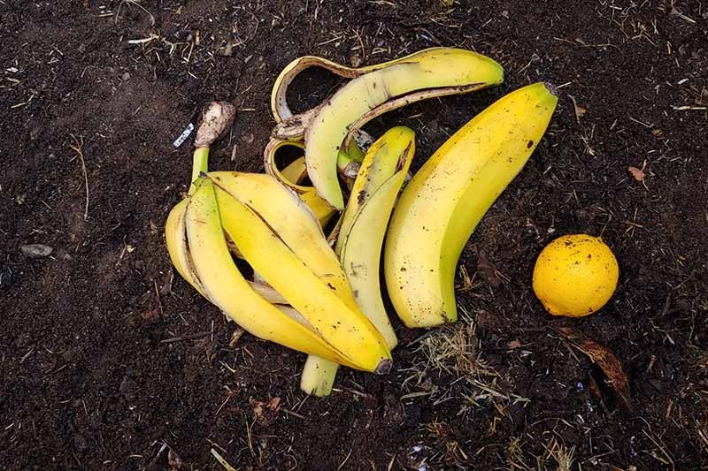 Fertilize Your Passionflower Vines to Boost Growth and Production