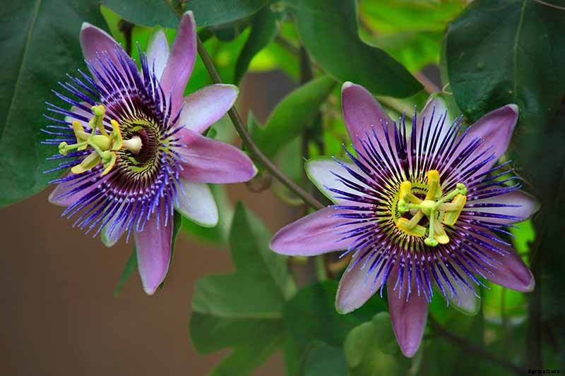 Fertilize Your Passionflower Vines to Boost Growth and Production