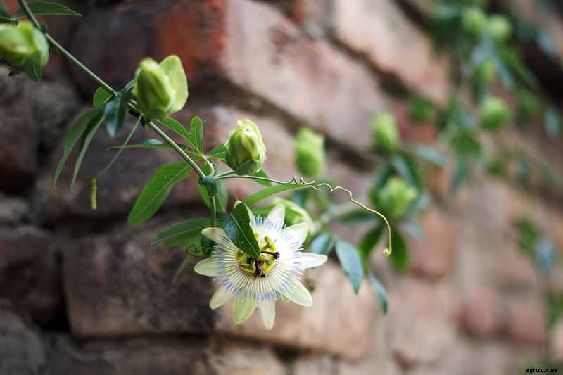 Fertilize Your Passionflower Vines to Boost Growth and Production