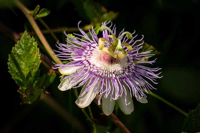 Fertilize Your Passionflower Vines to Boost Growth and Production