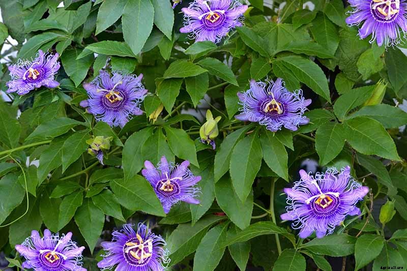 Fertilize Your Passionflower Vines to Boost Growth and Production