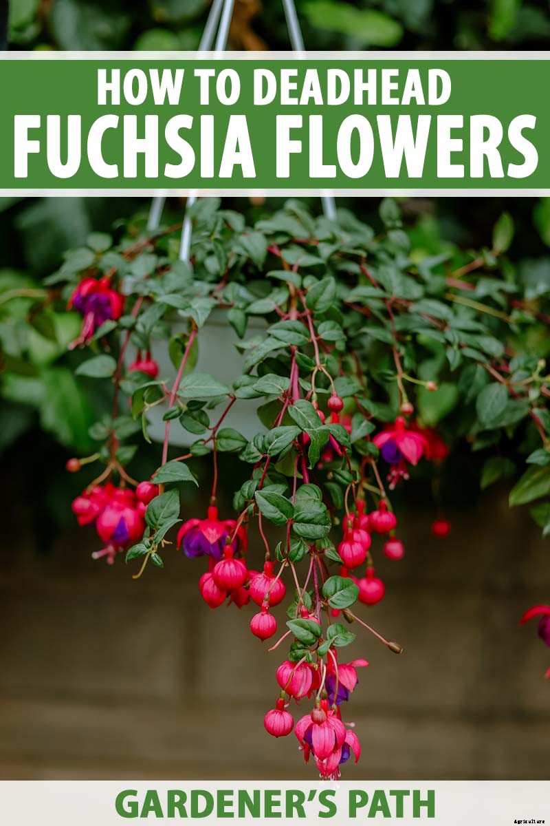 Do Fuchsias Need Deadheading?