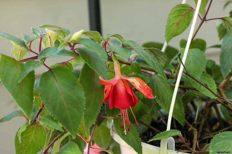 Do Fuchsias Need Deadheading?