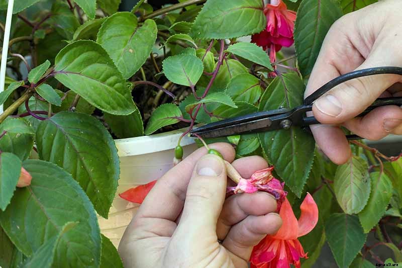 Do Fuchsias Need Deadheading?