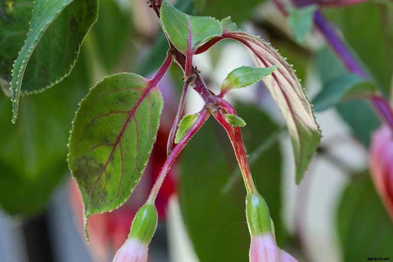 Do Fuchsias Need Deadheading?