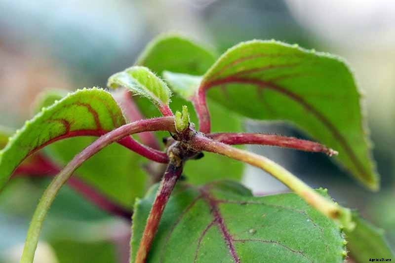 Do Fuchsias Need Deadheading?