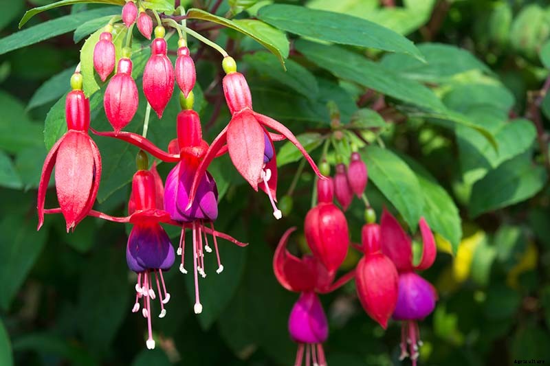 Do Fuchsias Need Deadheading?