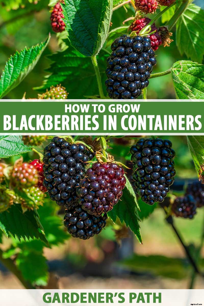 Tips for Growing Blackberries in Containers