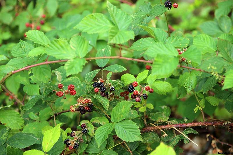 Tips for Growing Blackberries in Containers