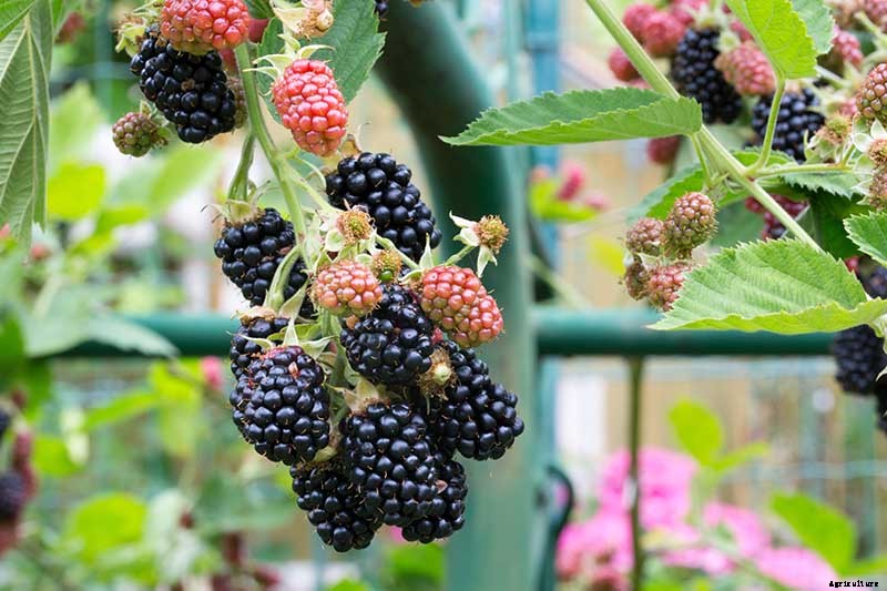 Tips for Growing Blackberries in Containers