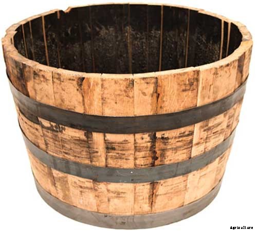 Tips for Growing Blackberries in Containers