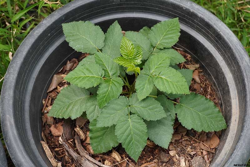 Tips for Growing Blackberries in Containers
