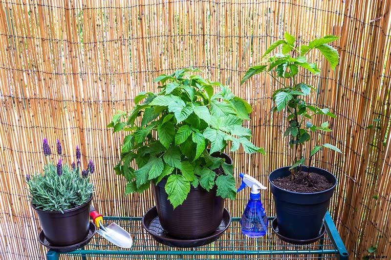 Tips for Growing Blackberries in Containers