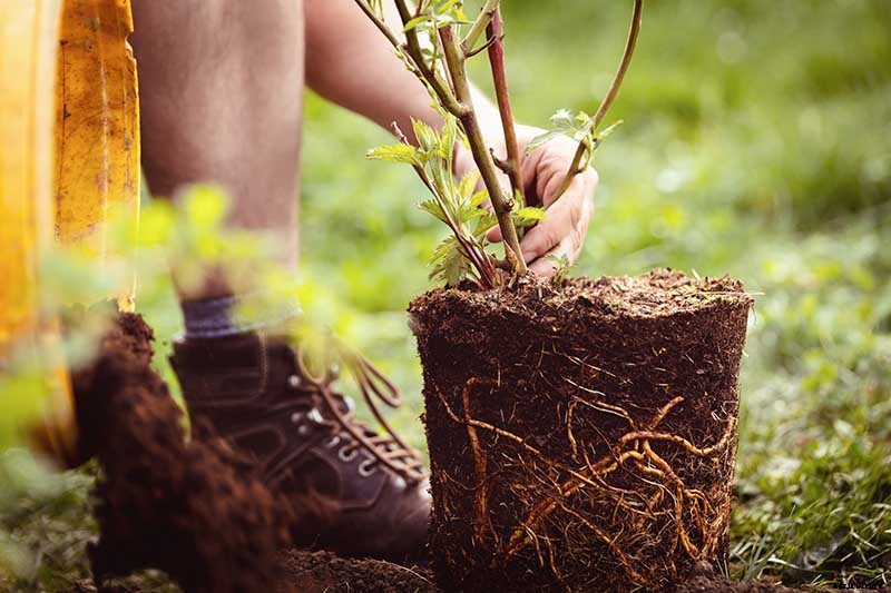 Tips for Growing Blackberries in Containers