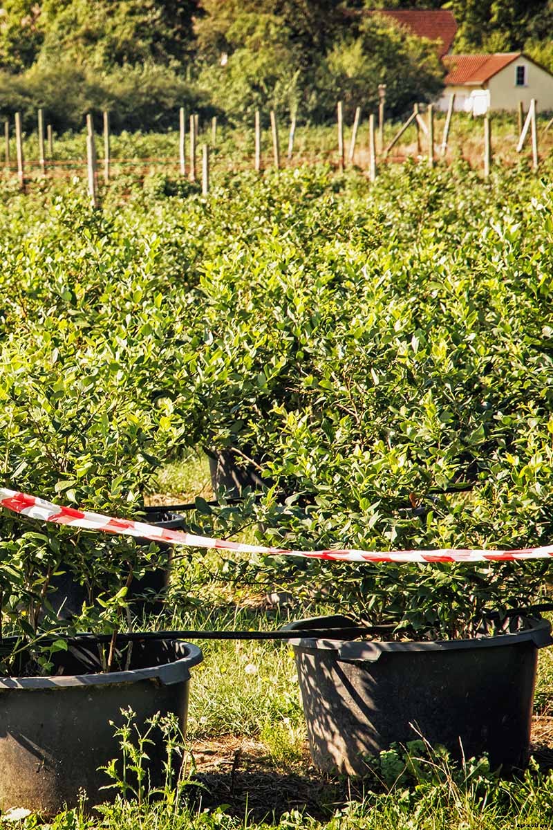 Tips for Growing Blackberries in Containers