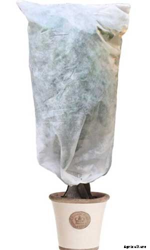 Tips for Growing Blackberries in Containers