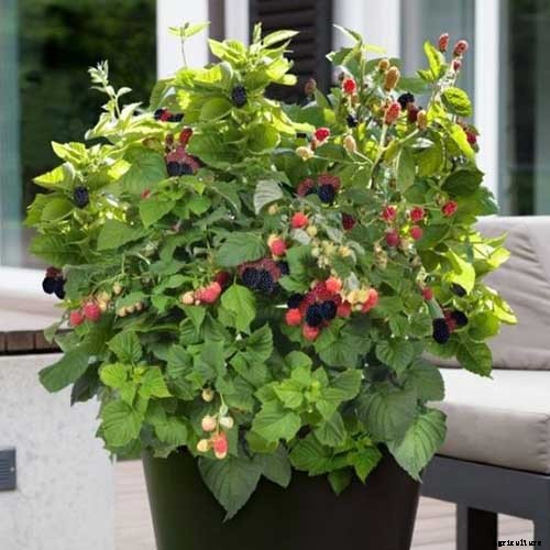 Tips for Growing Blackberries in Containers