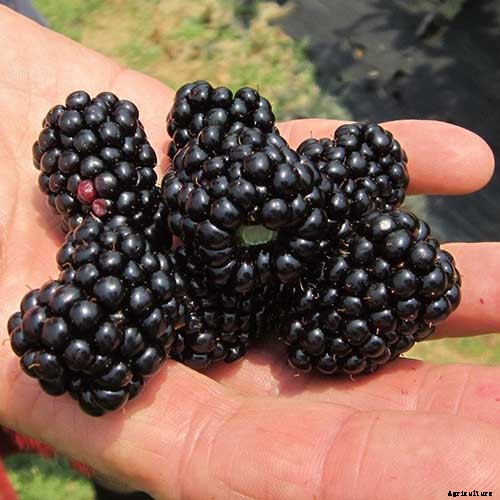 Tips for Growing Blackberries in Containers