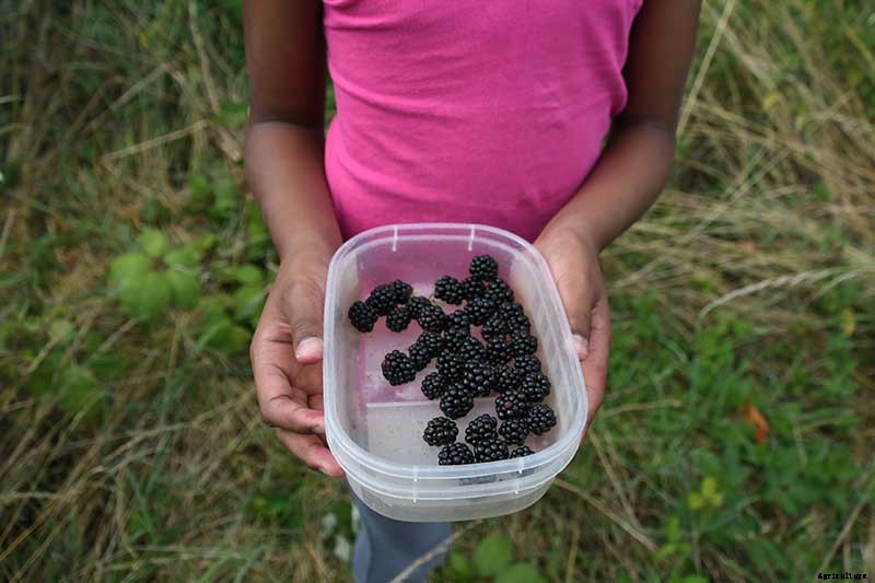 Tips for Growing Blackberries in Containers