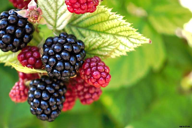 Tips for Growing Blackberries in Containers