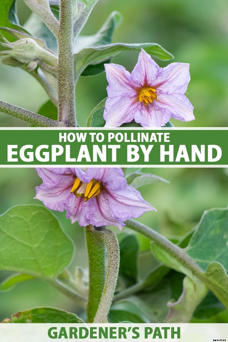 Tips for Pollinating Eggplant by Hand
