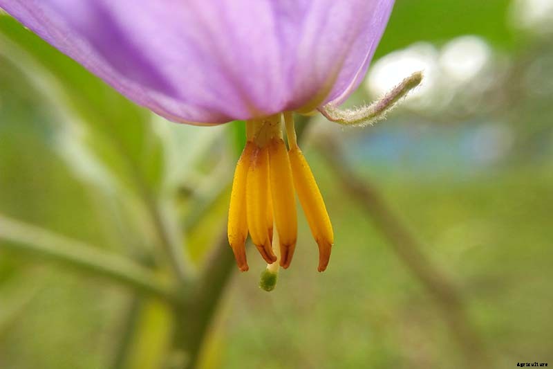 Tips for Pollinating Eggplant by Hand