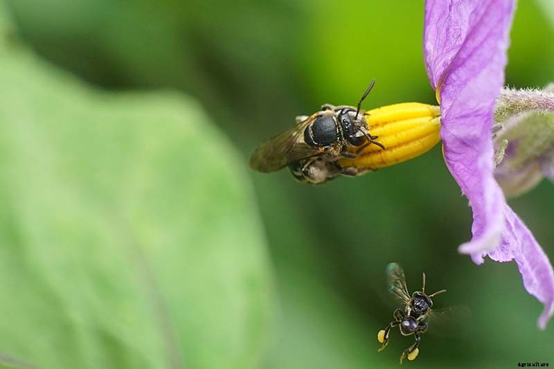 Tips for Pollinating Eggplant by Hand