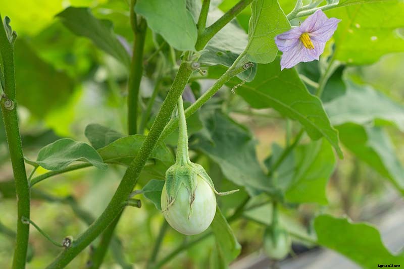 Tips for Pollinating Eggplant by Hand
