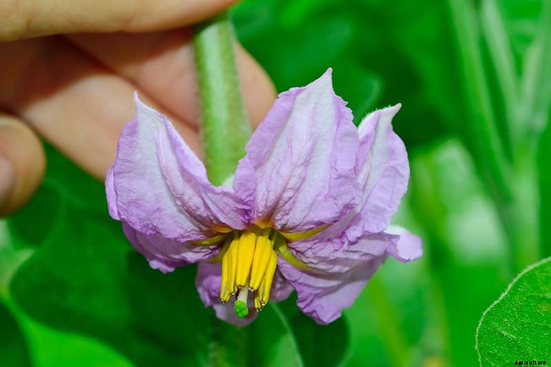 Tips for Pollinating Eggplant by Hand