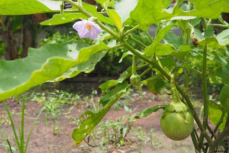 Tips for Pollinating Eggplant by Hand