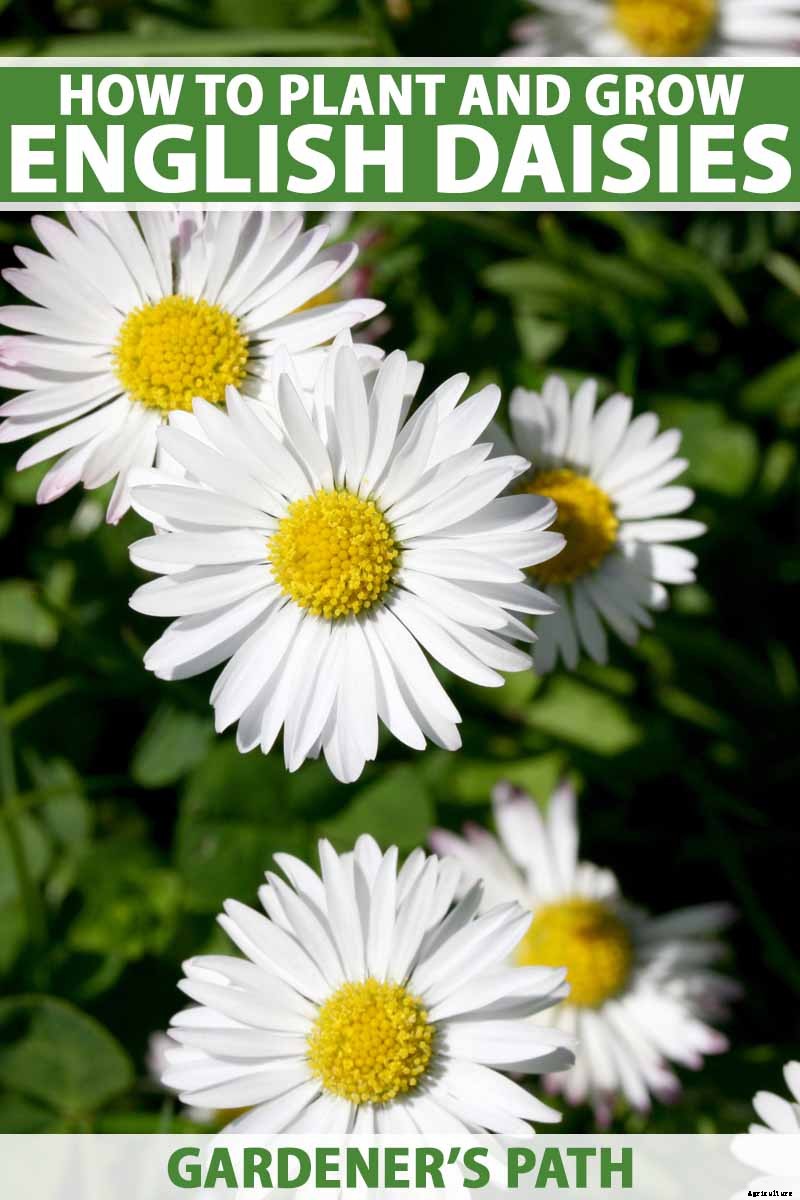 How to Grow and Care for English Daisies