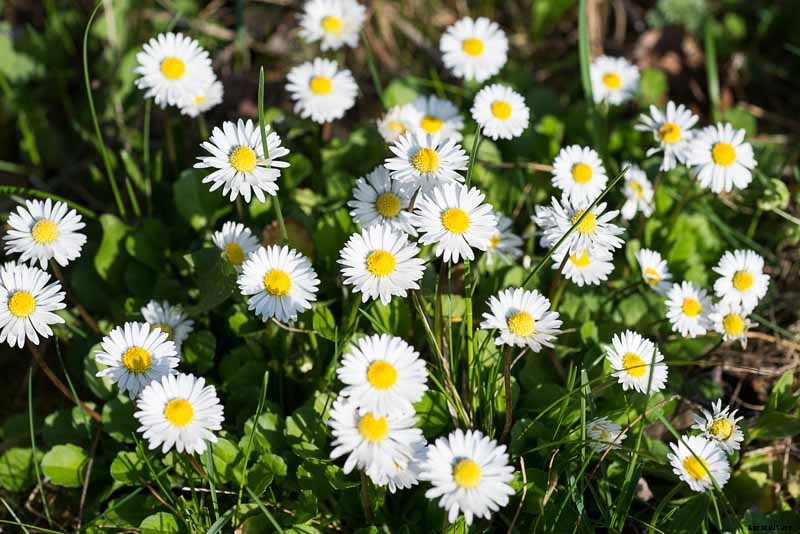 How to Grow and Care for English Daisies