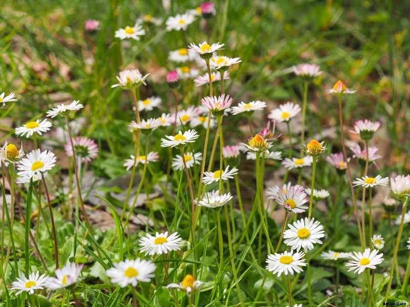 How to Grow and Care for English Daisies